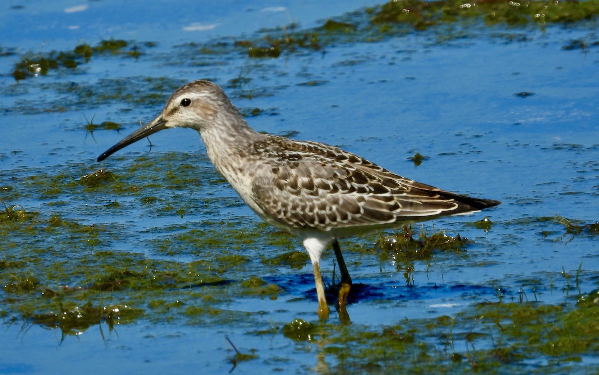 styltesnipe - ML623571365