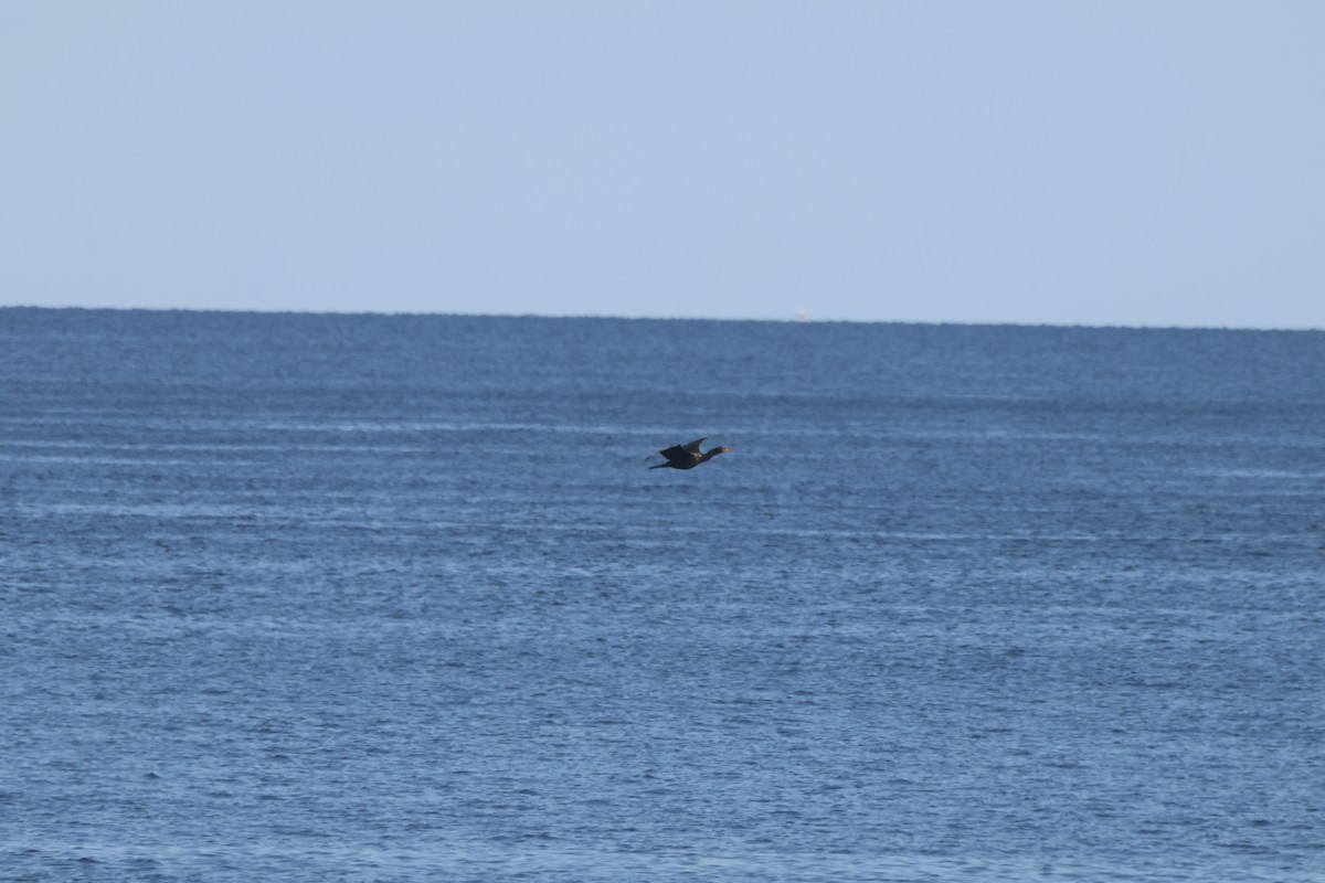 Double-crested Cormorant - Joseph Mittura