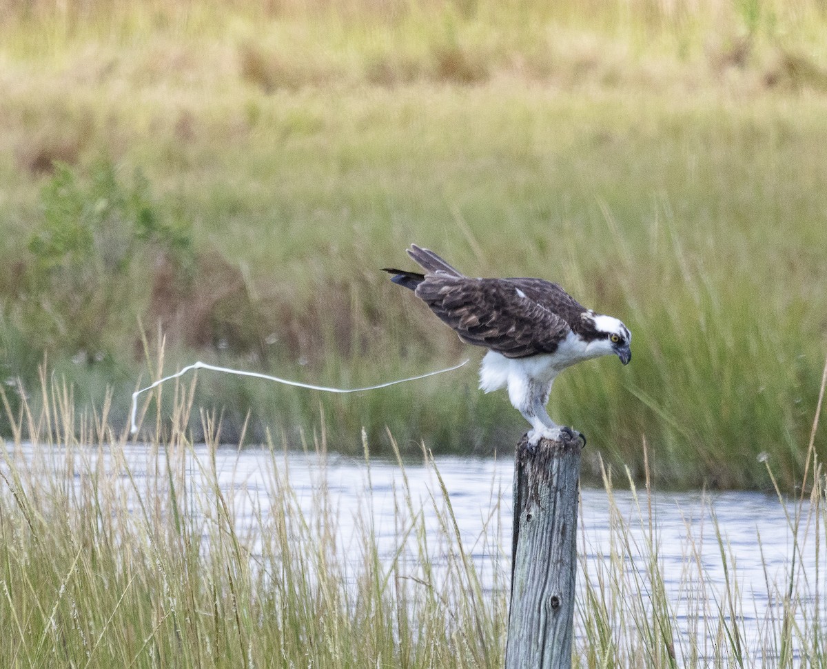 Balbuzard pêcheur - ML623571479