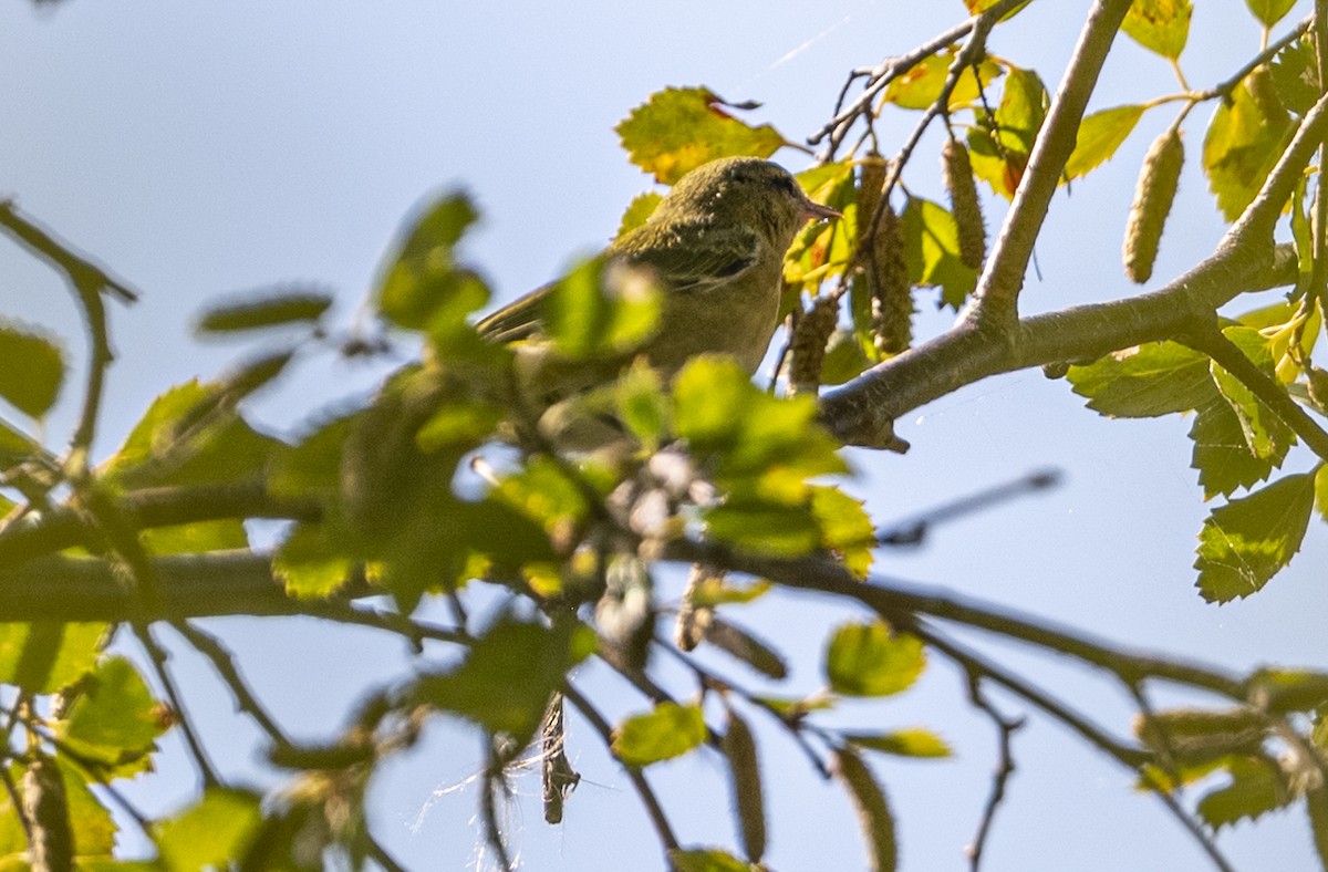 Tennessee Warbler - ML623571487