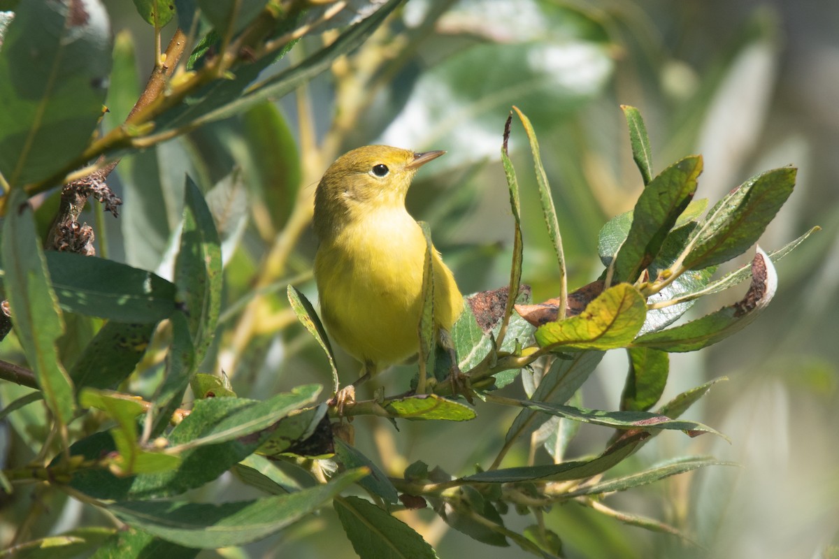 Paruline jaune - ML623571491