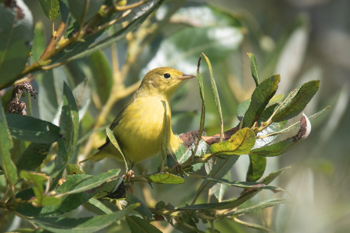 Paruline jaune - ML623571492