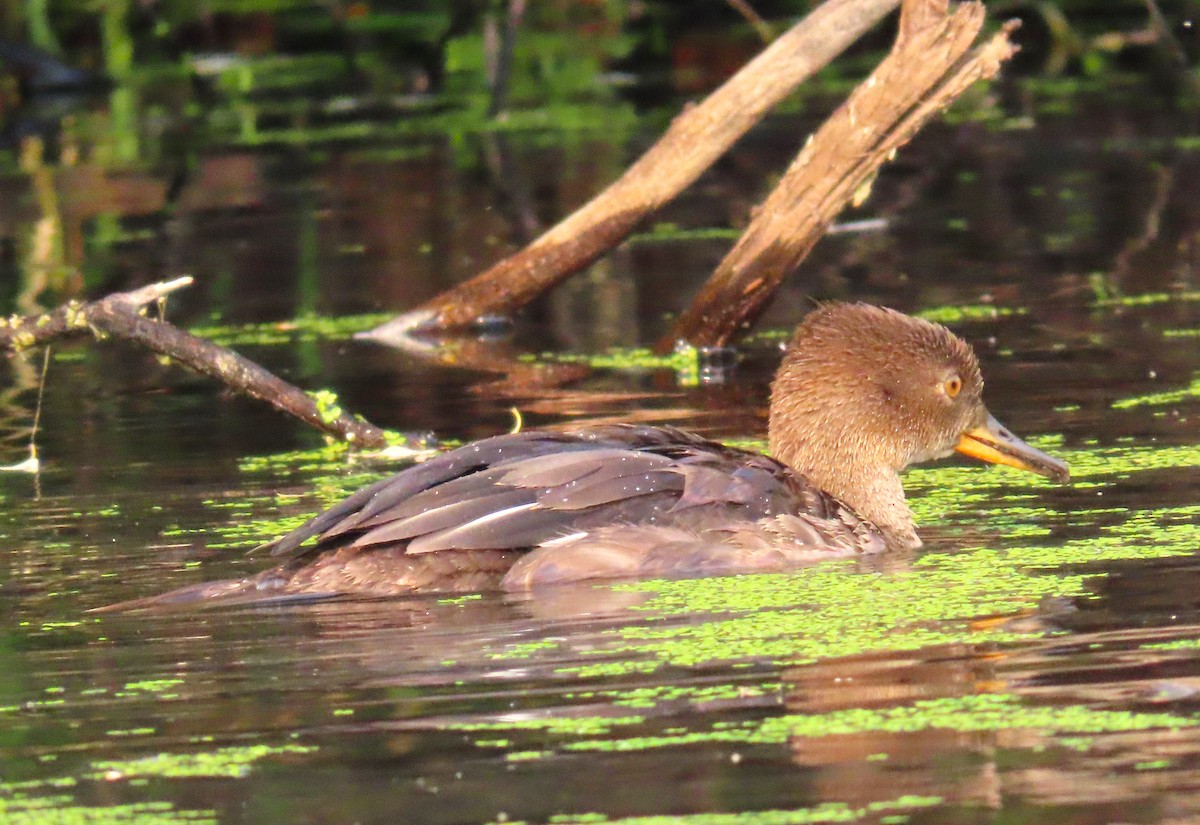 Hooded Merganser - ML623571499