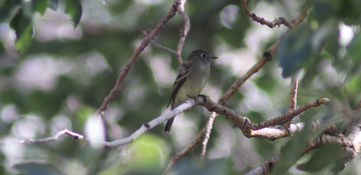 Dusky Flycatcher - ML623571502