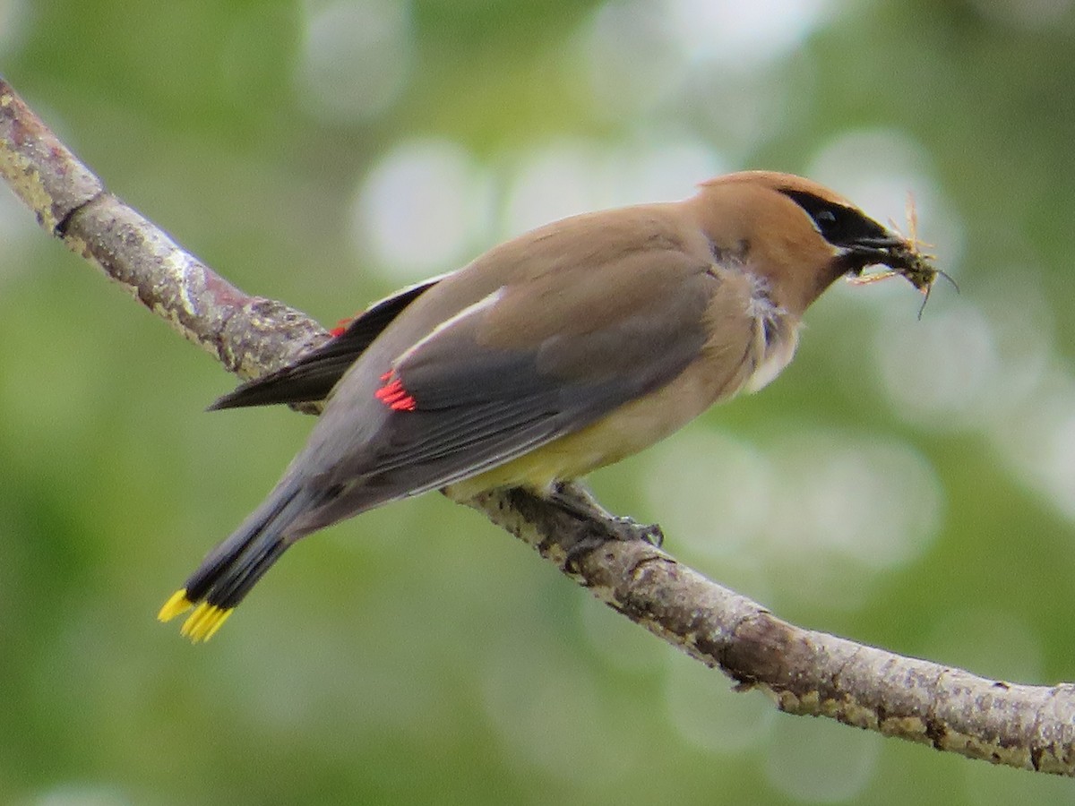 Cedar Waxwing - ML623571503