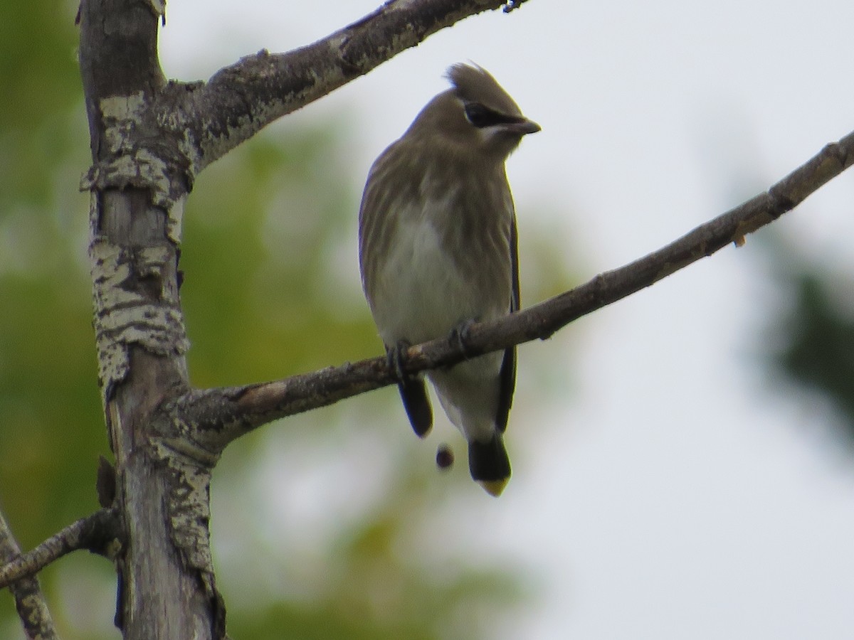 Cedar Waxwing - ML623571504