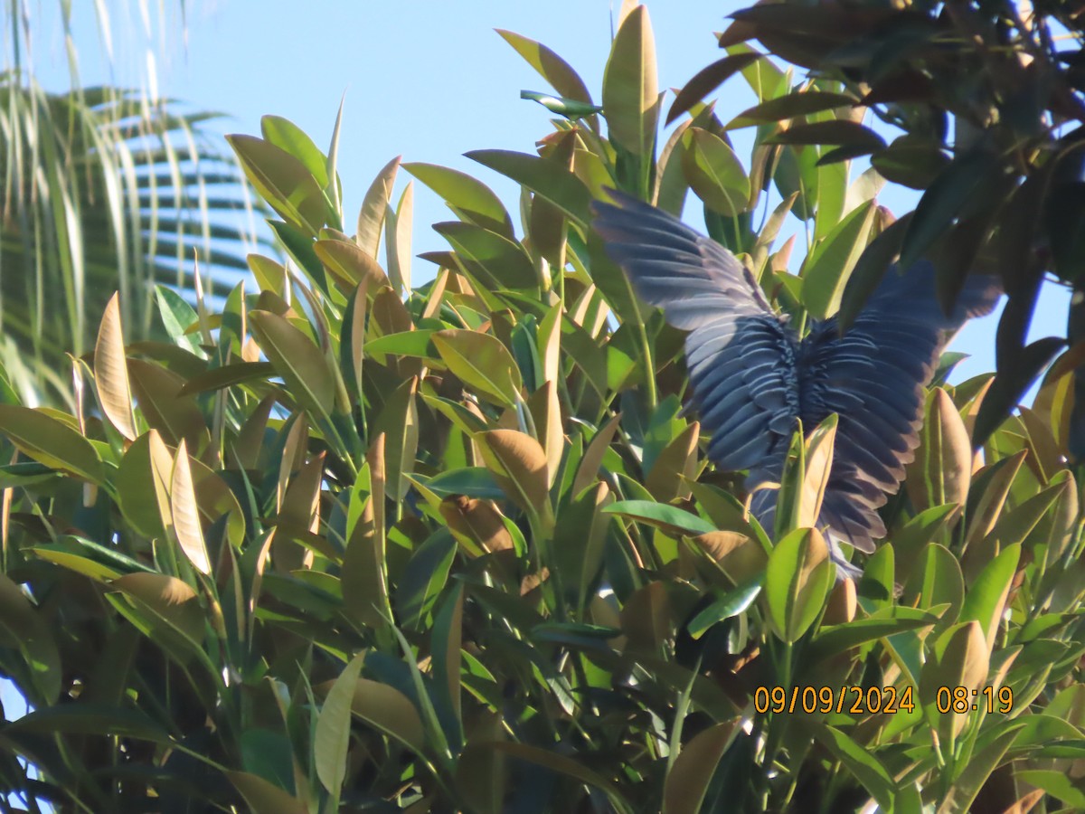 Yellow-crowned Night Heron - Dawn Garcia