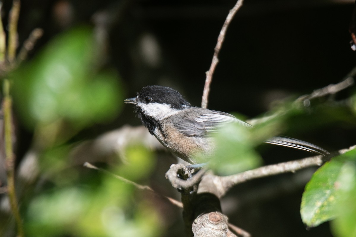 Mésange à tête noire - ML623571512