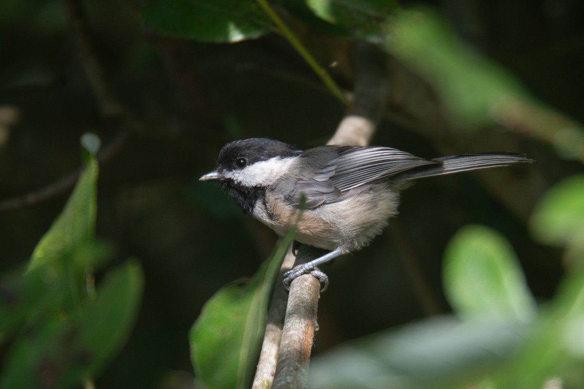 Mésange à tête noire - ML623571514
