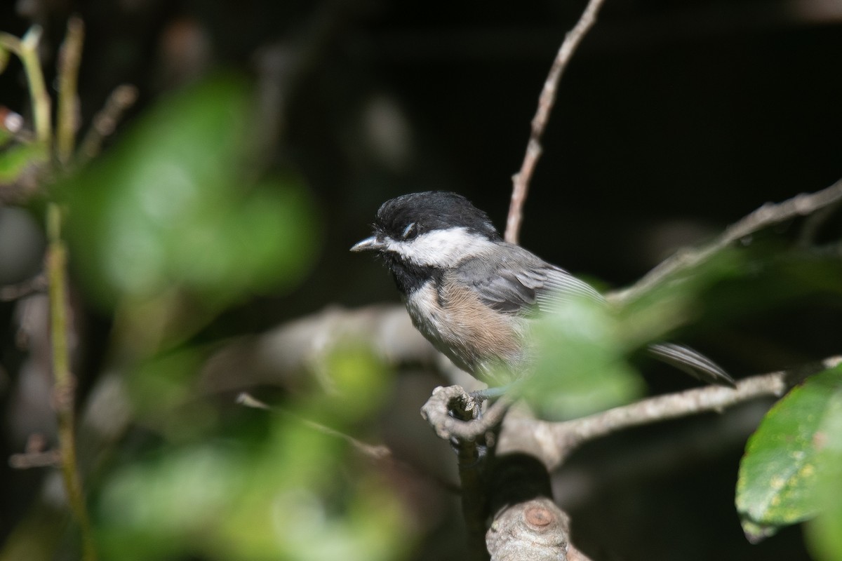 Mésange à tête noire - ML623571515