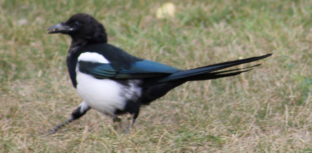 Black-billed Magpie - ML623571517