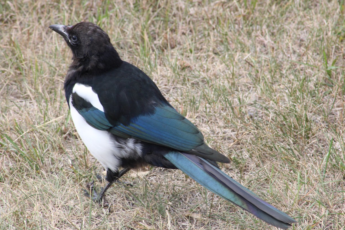 Black-billed Magpie - ML623571518