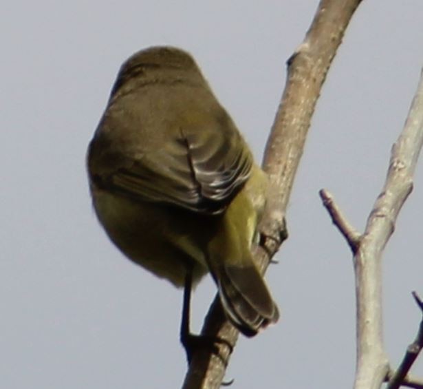 Orange-crowned Warbler - Cliff Long