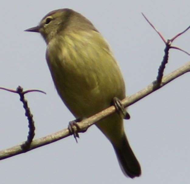 Orange-crowned Warbler - ML623571523