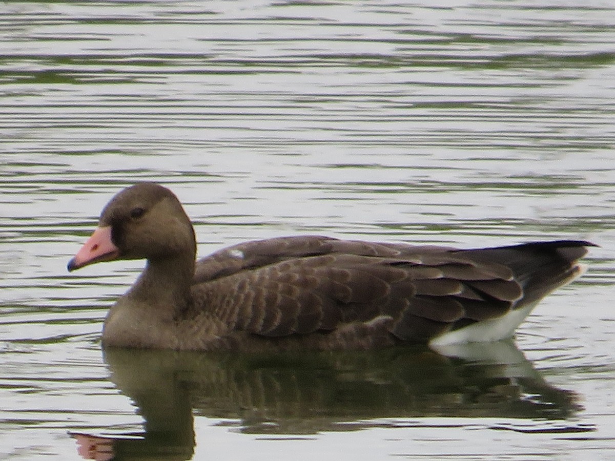 Greater White-fronted Goose - Cliff Long