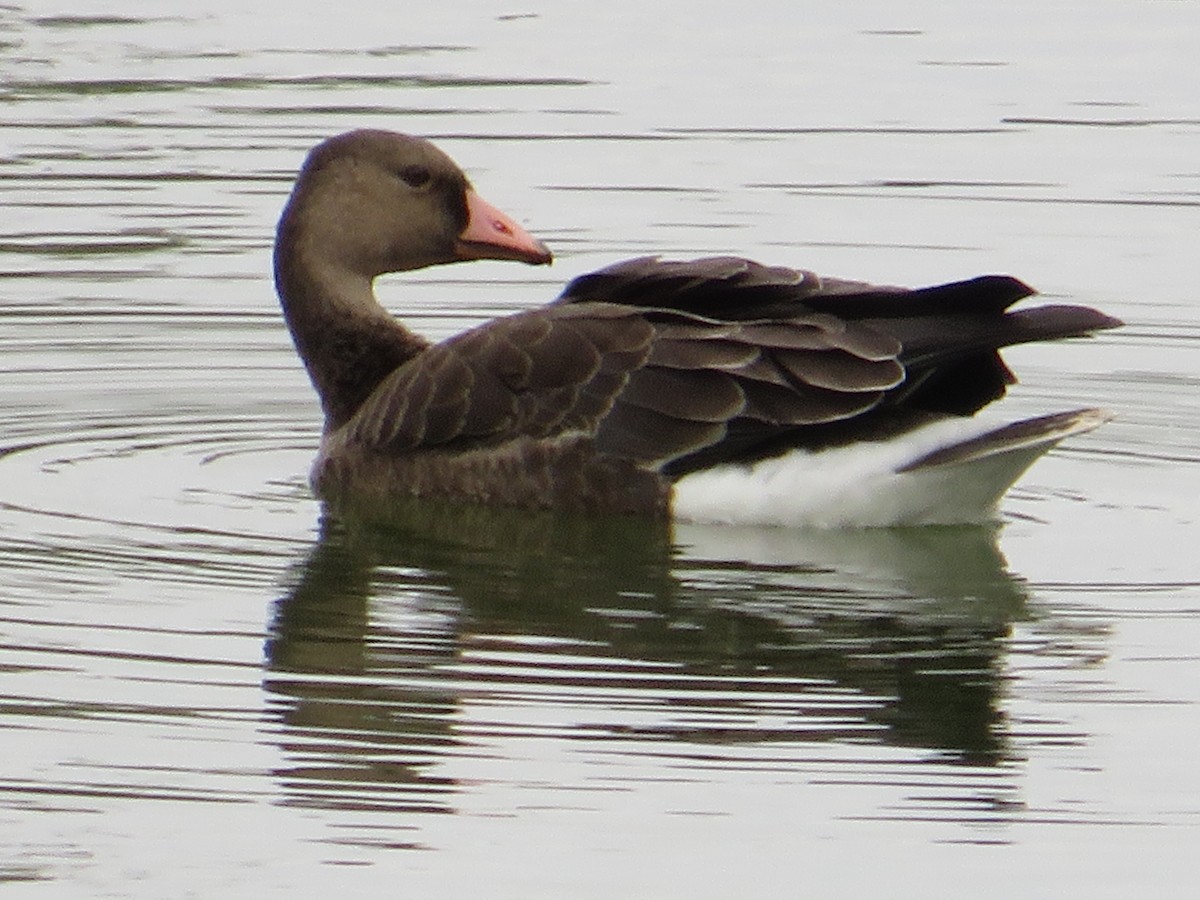 Greater White-fronted Goose - ML623571551