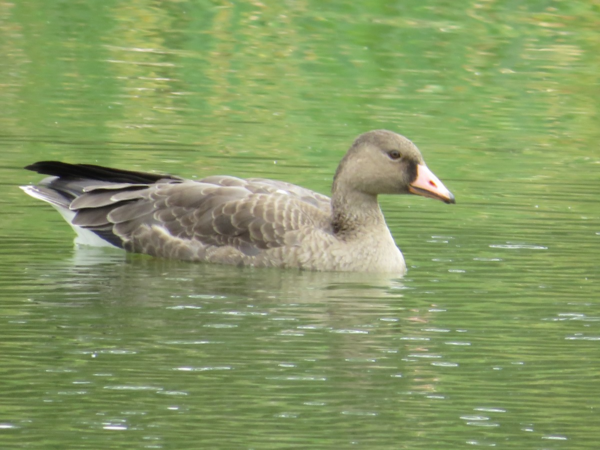 Greater White-fronted Goose - ML623571552