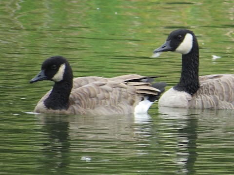 Canada goose red deer hot sale