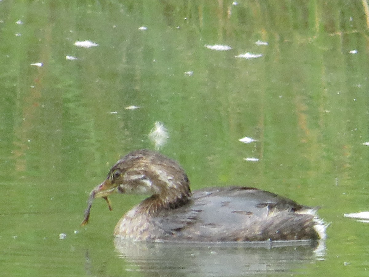 Pied-billed Grebe - ML623571576