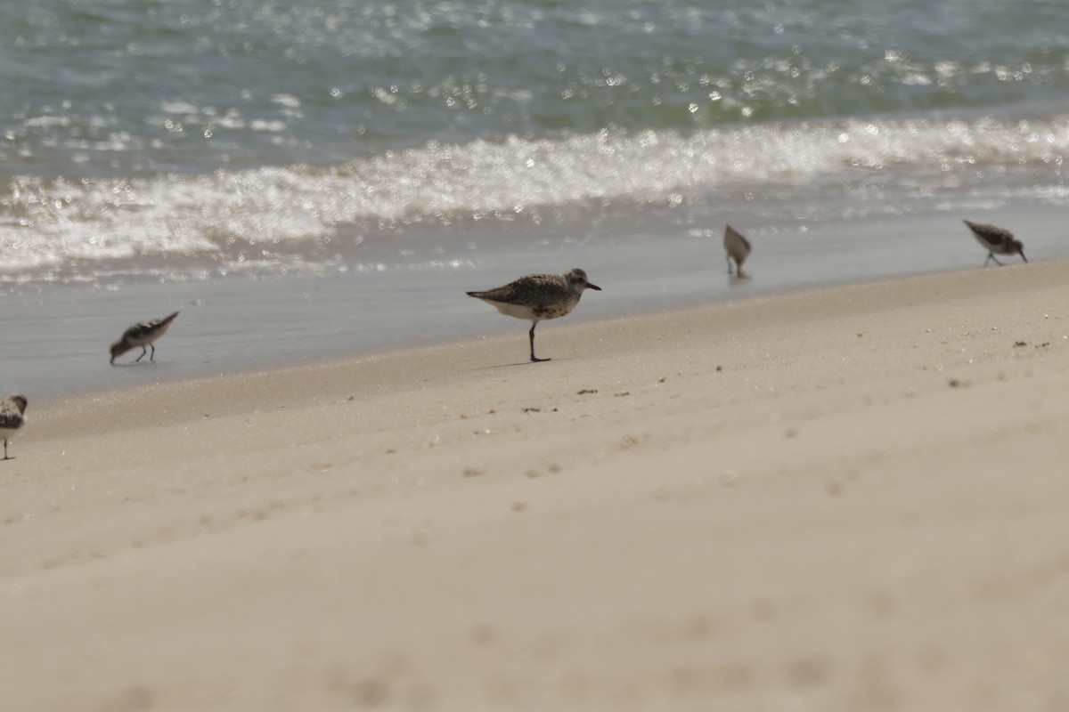 Black-bellied Plover - Joseph Mittura