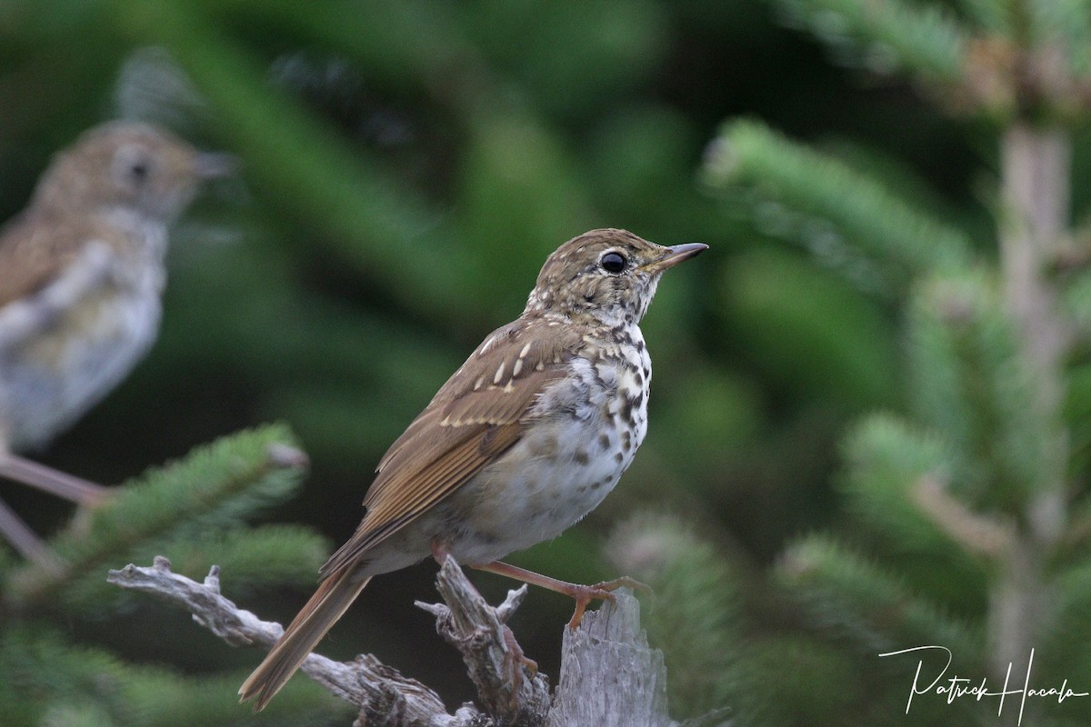 Hermit Thrush - ML623571644