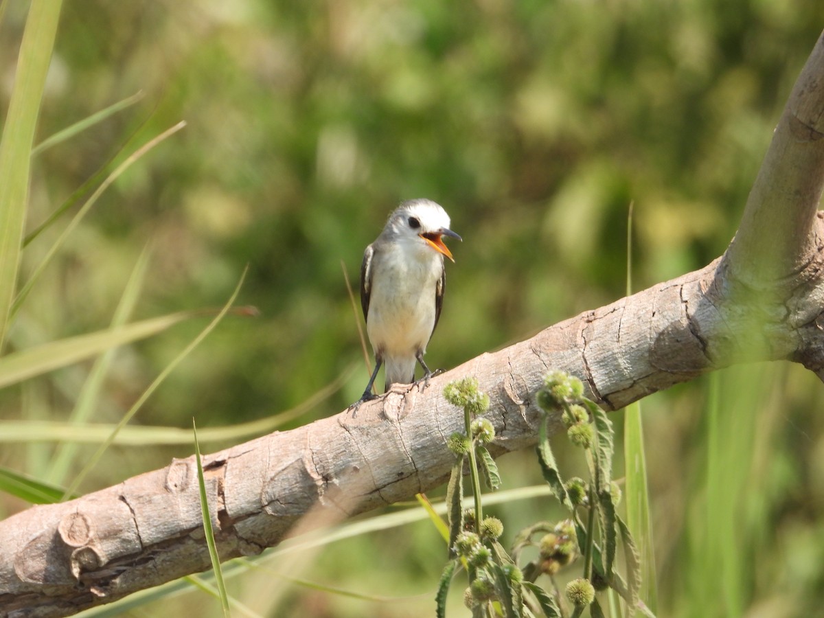 White-headed Marsh Tyrant - Matt Kelly