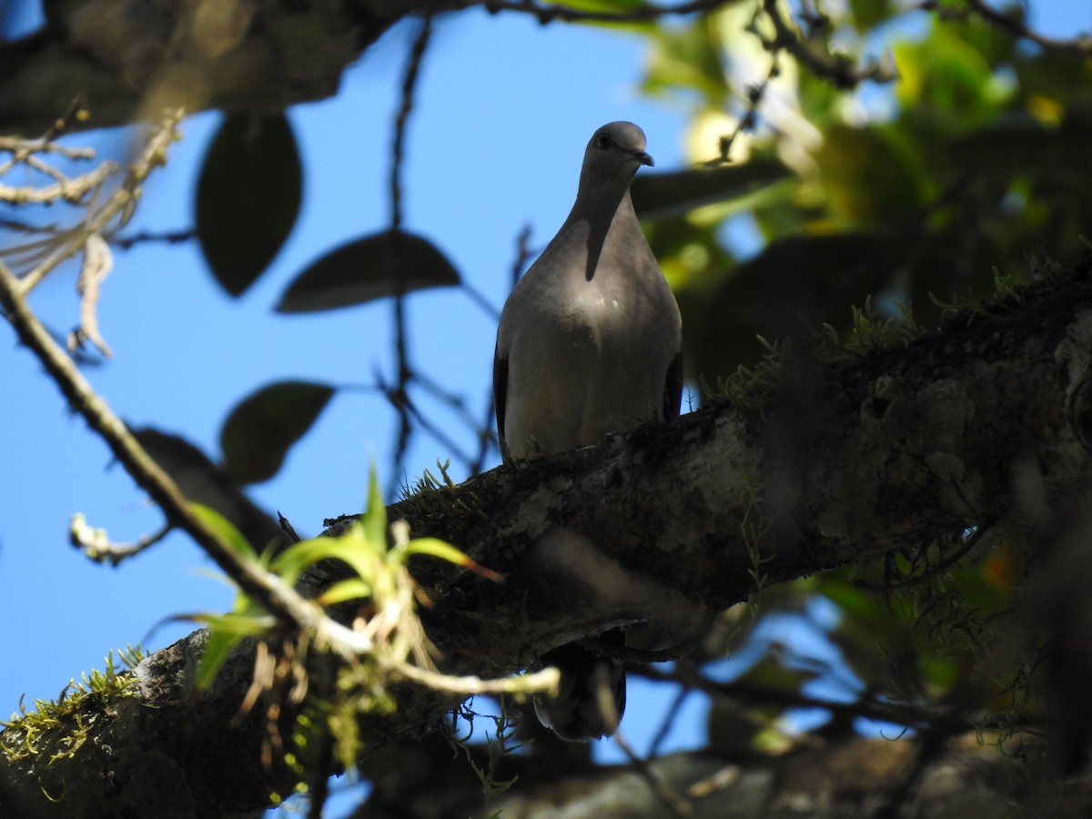 Gray-headed Dove - Erick Barbato