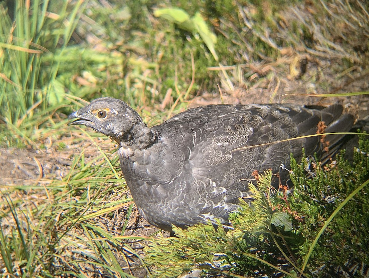 Sooty Grouse - ML623571659