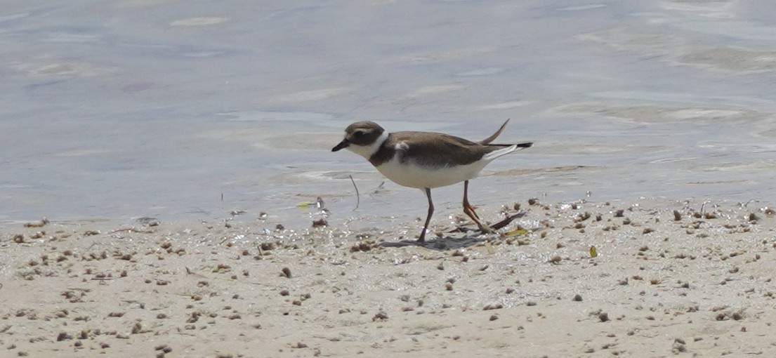 Semipalmated Plover - ML623571662