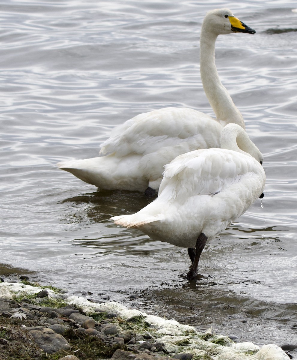 Cygne chanteur - ML623571666