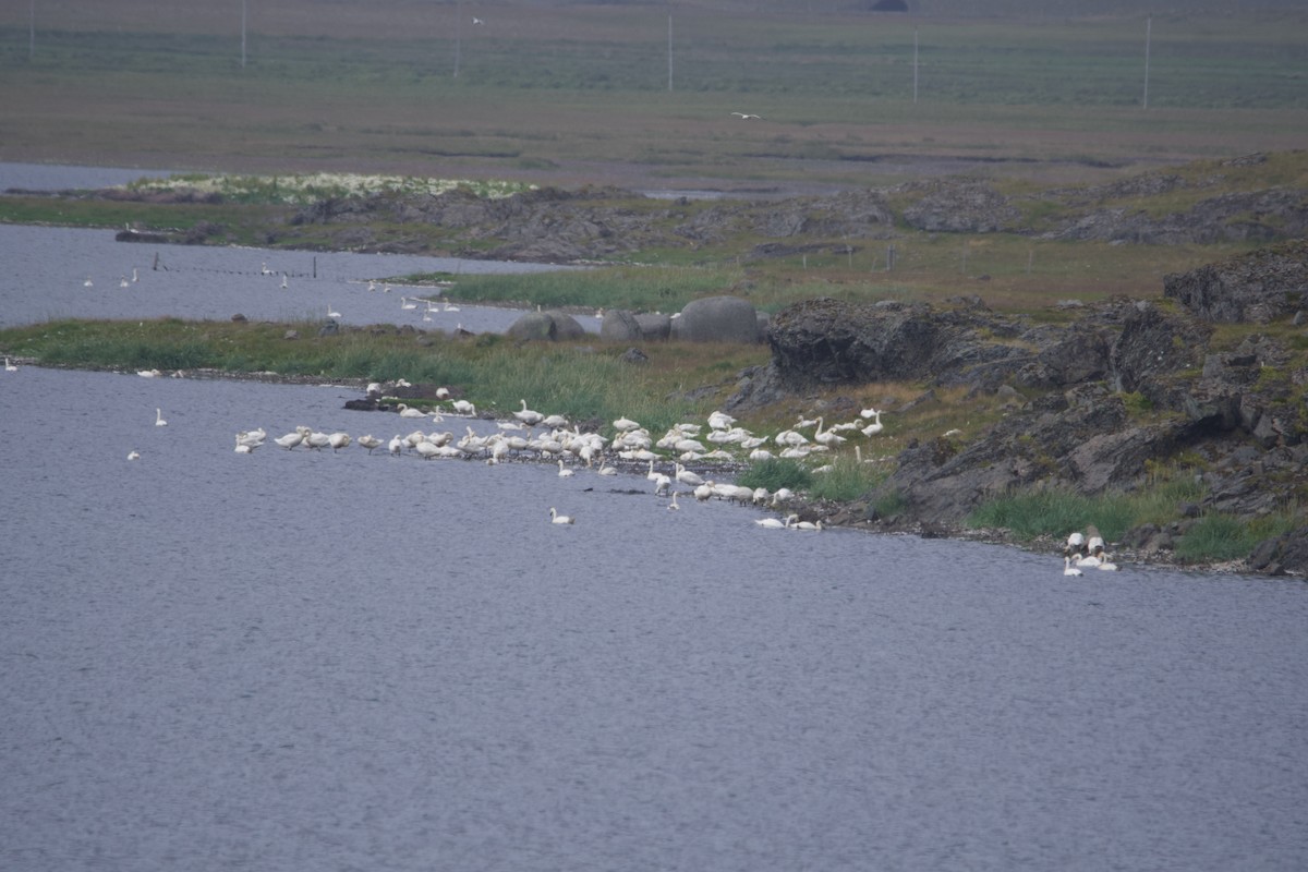 Whooper Swan - ML623571668