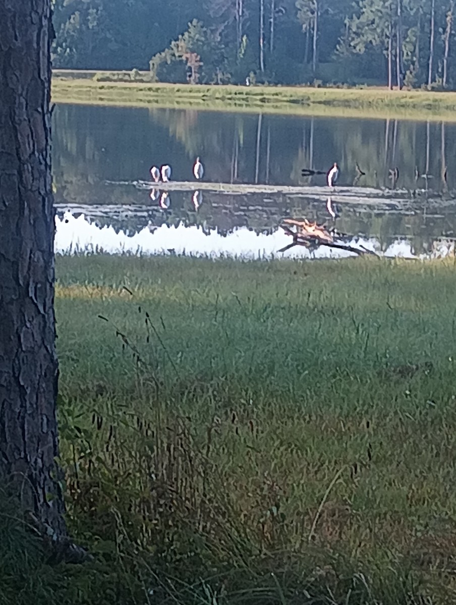 Wood Stork - ML623571768