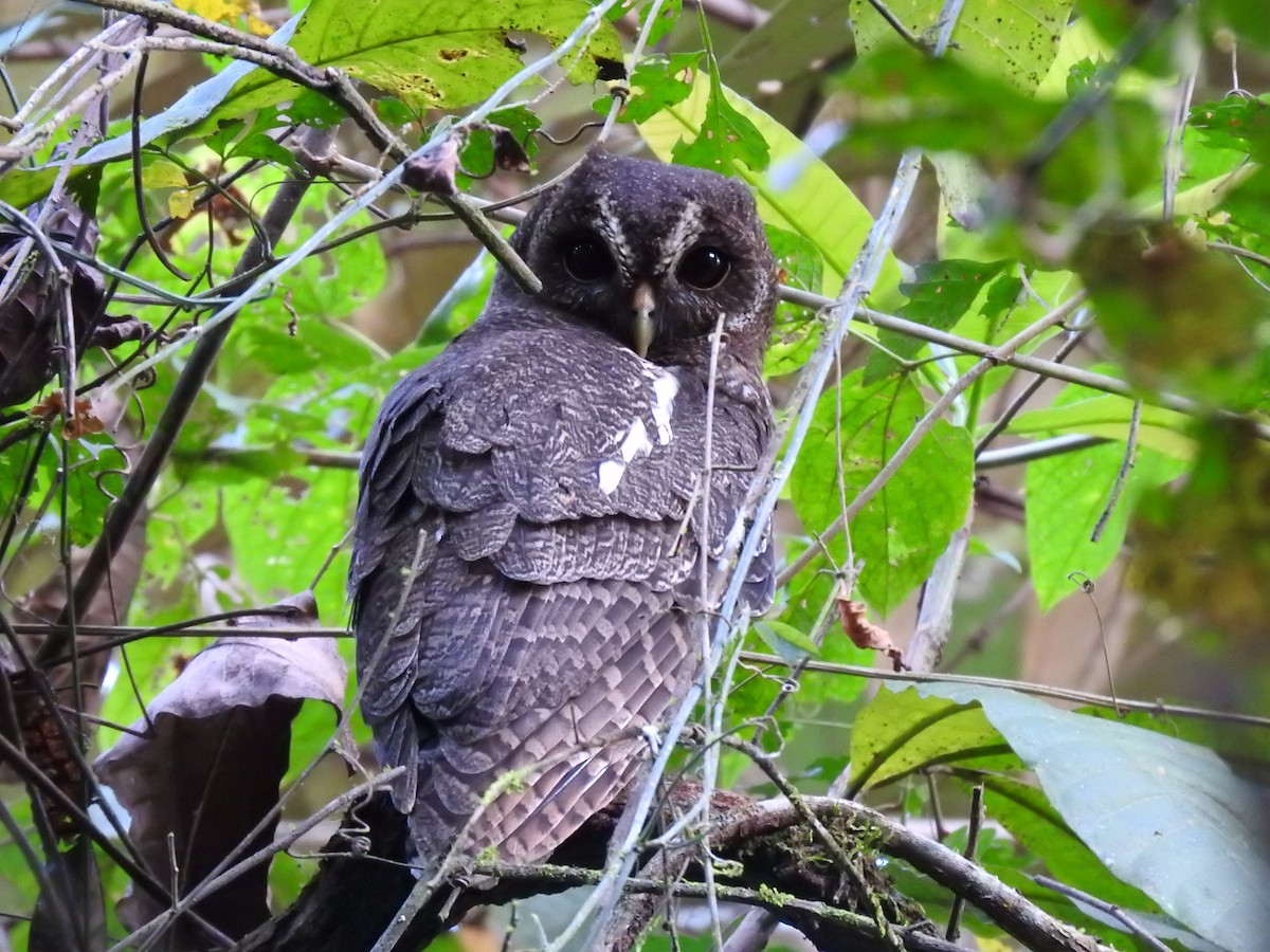 Mottled Owl - Erick Barbato