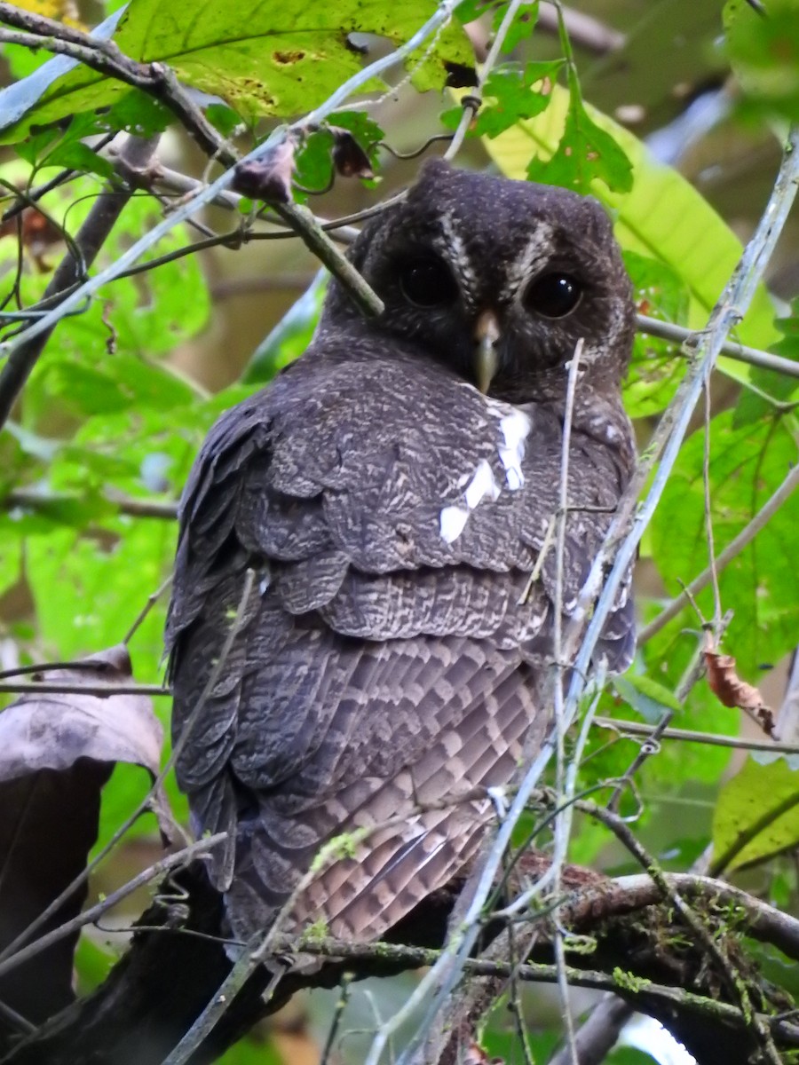 Mottled Owl - Erick Barbato