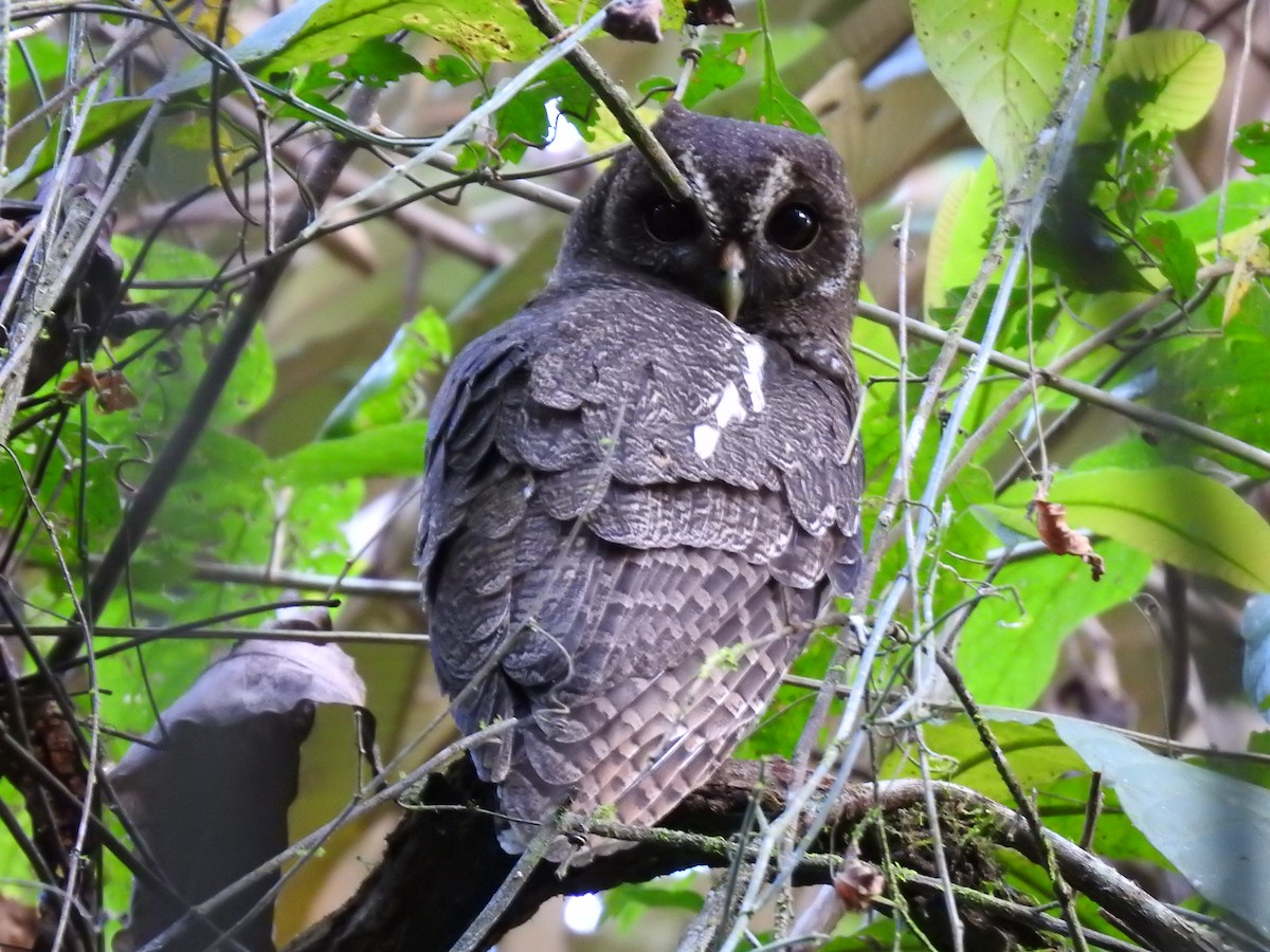 Mottled Owl - Erick Barbato