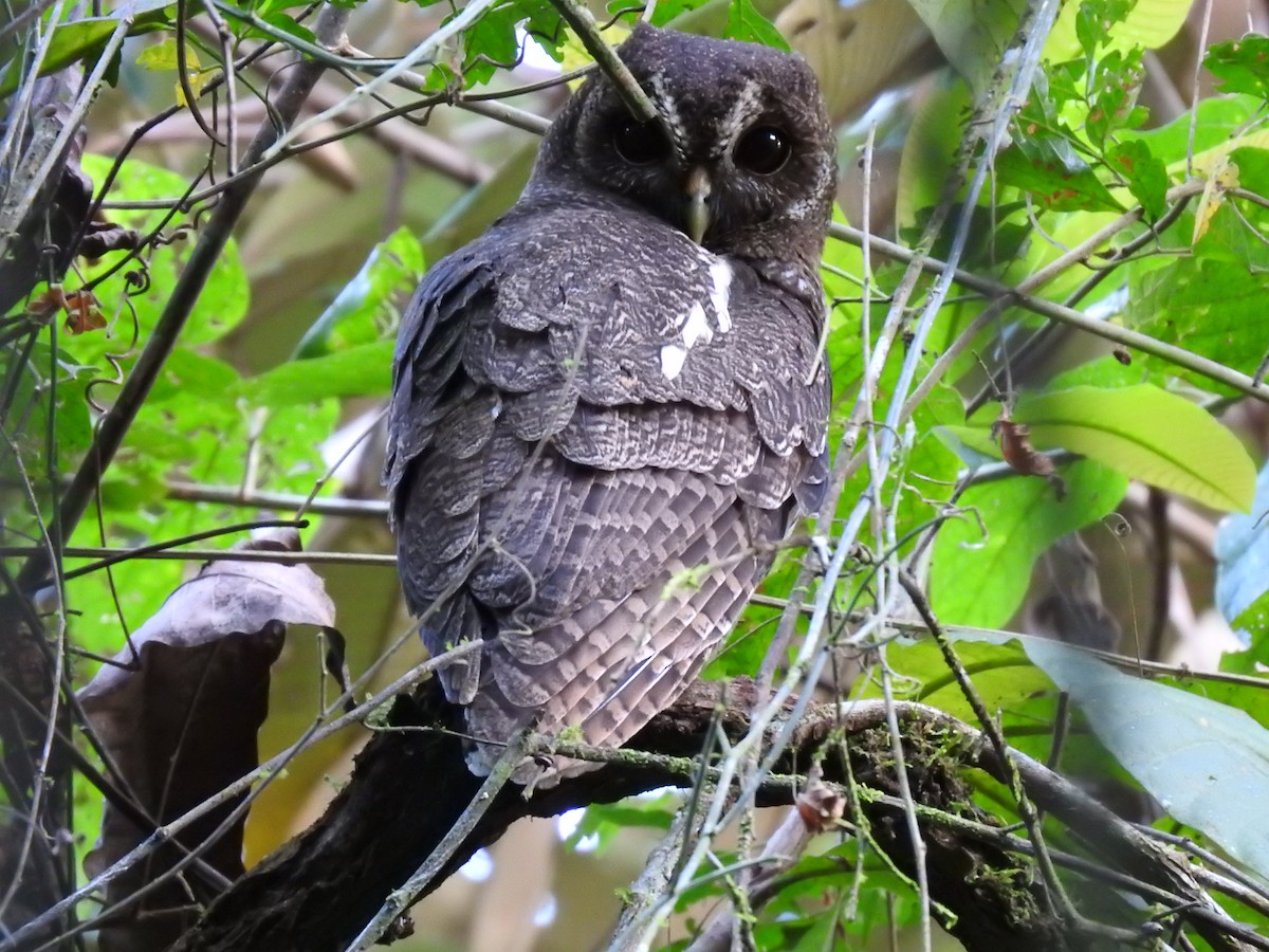 Mottled Owl - Erick Barbato