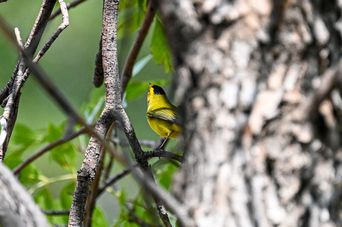 Wilson's Warbler - ML623571860