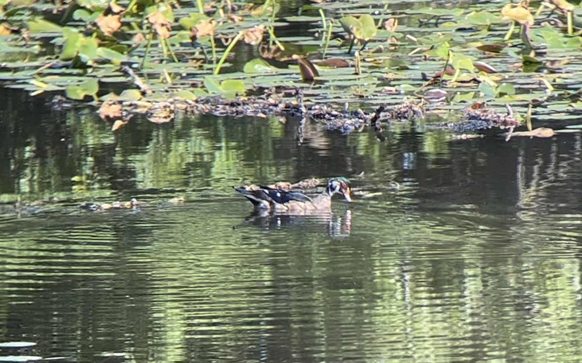 Wood Duck - ML623571889