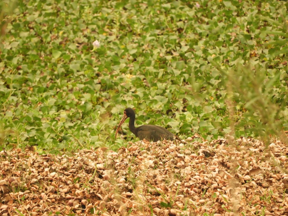 Bare-faced Ibis - ML623571892