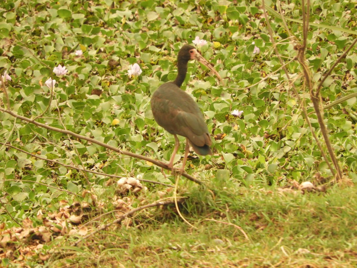 Bare-faced Ibis - ML623571895