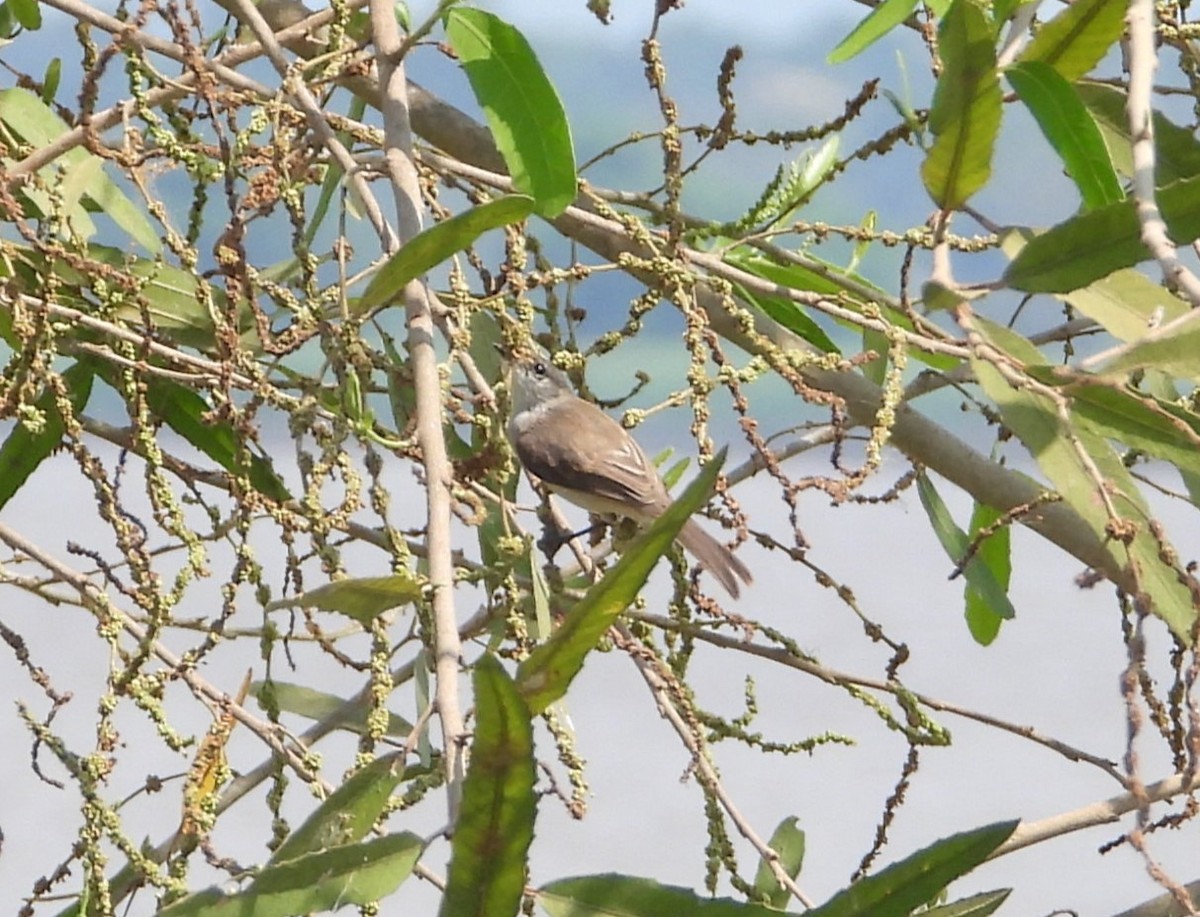 River Tyrannulet - Matt Kelly