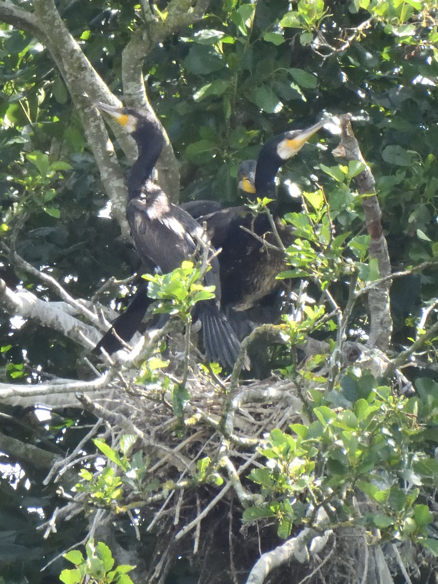 Cormorano - ML623572008
