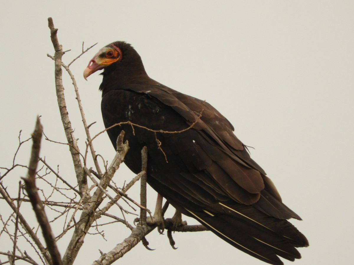 Lesser Yellow-headed Vulture - Silvia Enggist