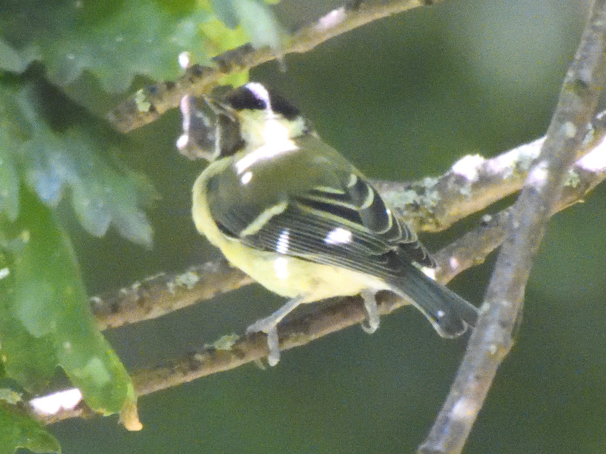 Cinciarella - ML623572051
