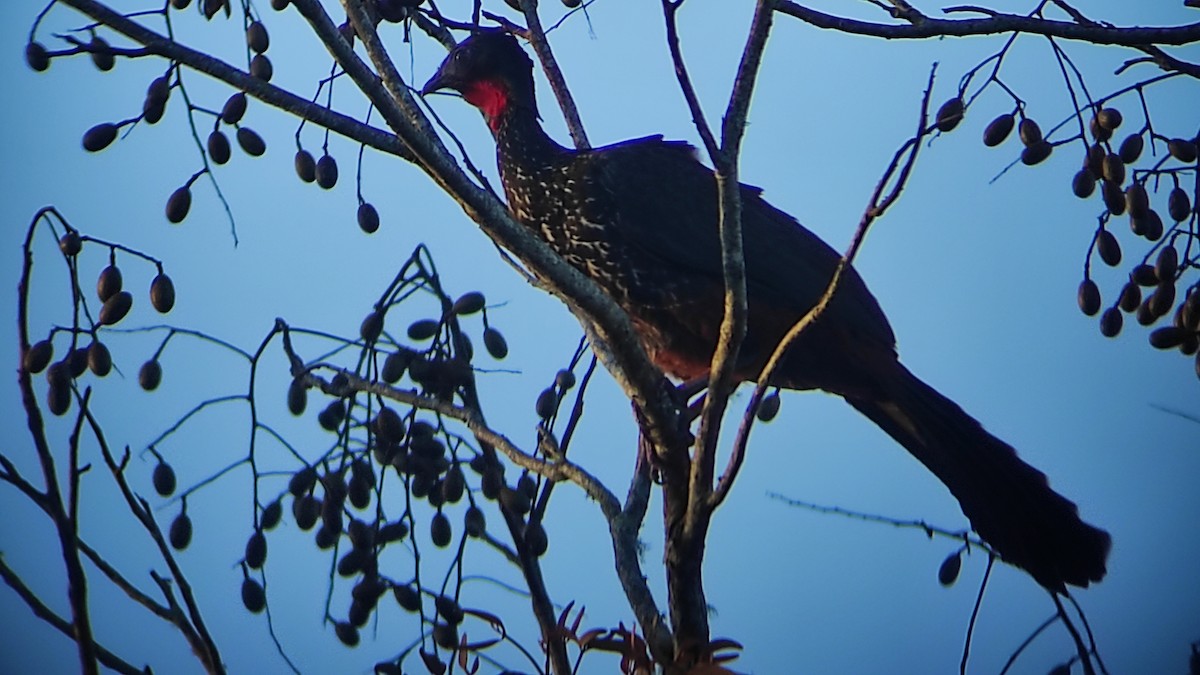 Crested Guan - ML623572123