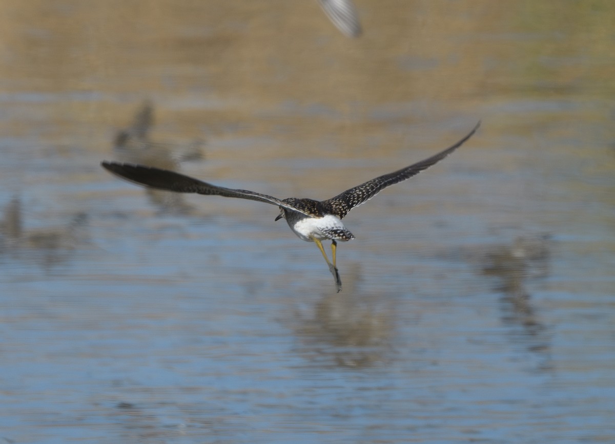 Wood Sandpiper - Joshua Greenfield