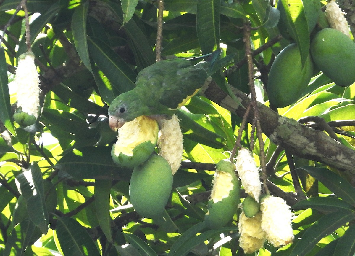 White-winged Parakeet - Matt Kelly