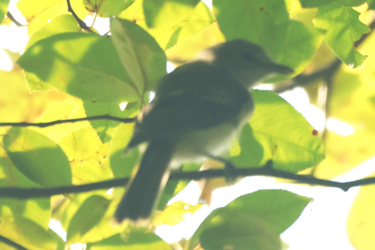 Blue-gray Gnatcatcher - ML623572293