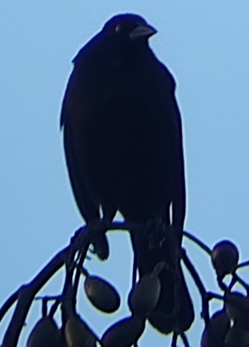 Giant Cowbird - ML623572314