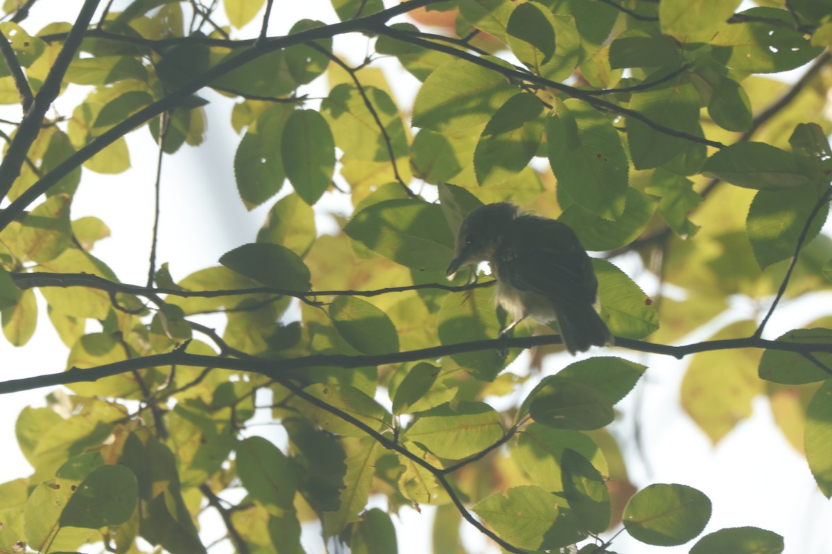 Blue-gray Gnatcatcher - ML623572347